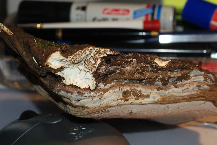 Schmale Anwachsstelle