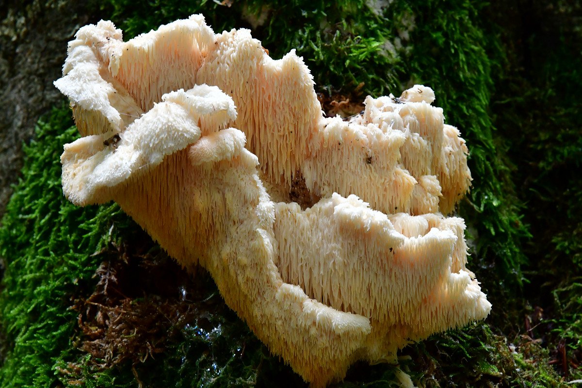 Hericium_cirrhatum.jpg