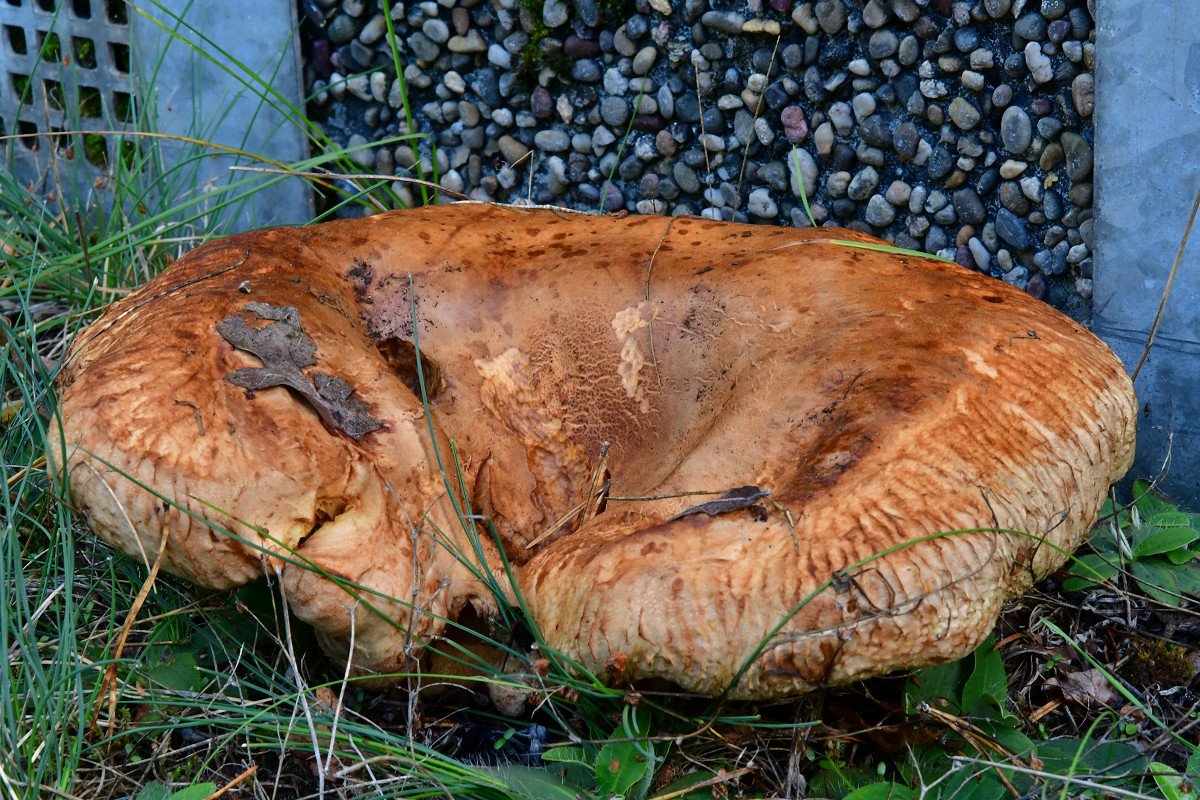 Paxillus_validus.jpg