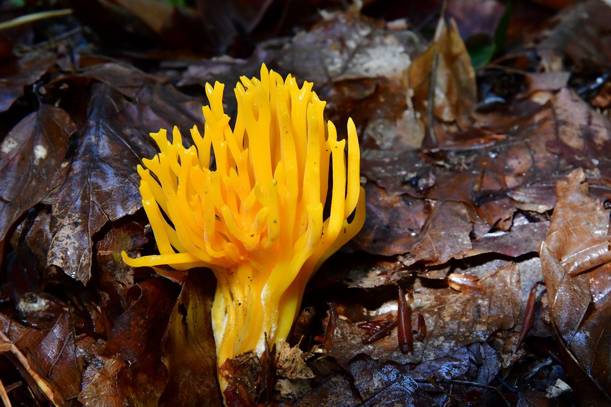 Calocera_viscosa.jpg