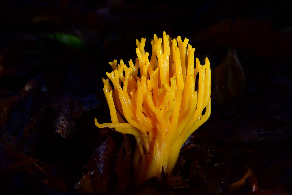 Calocera_viscosa001.jpg