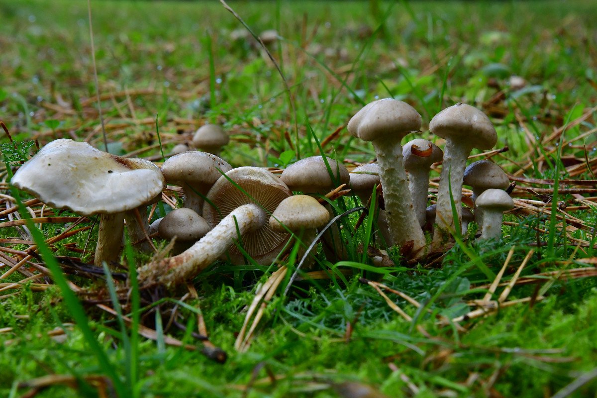 Pholiota gummosa.jpg