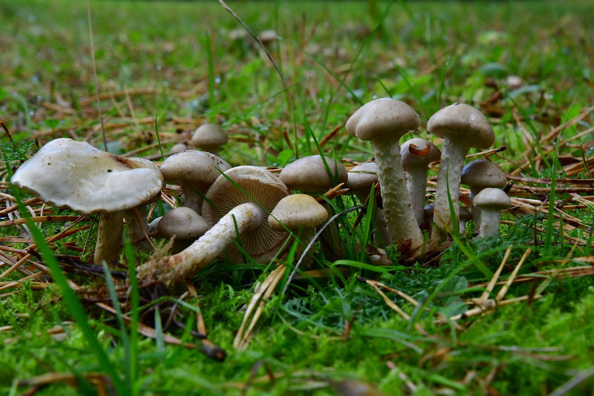 Pholiota gummosa.jpg
