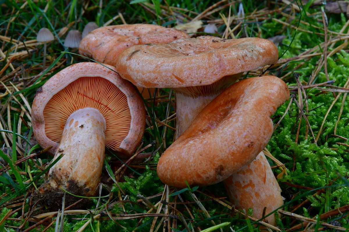 Lactarius_deliciosus001.jpg