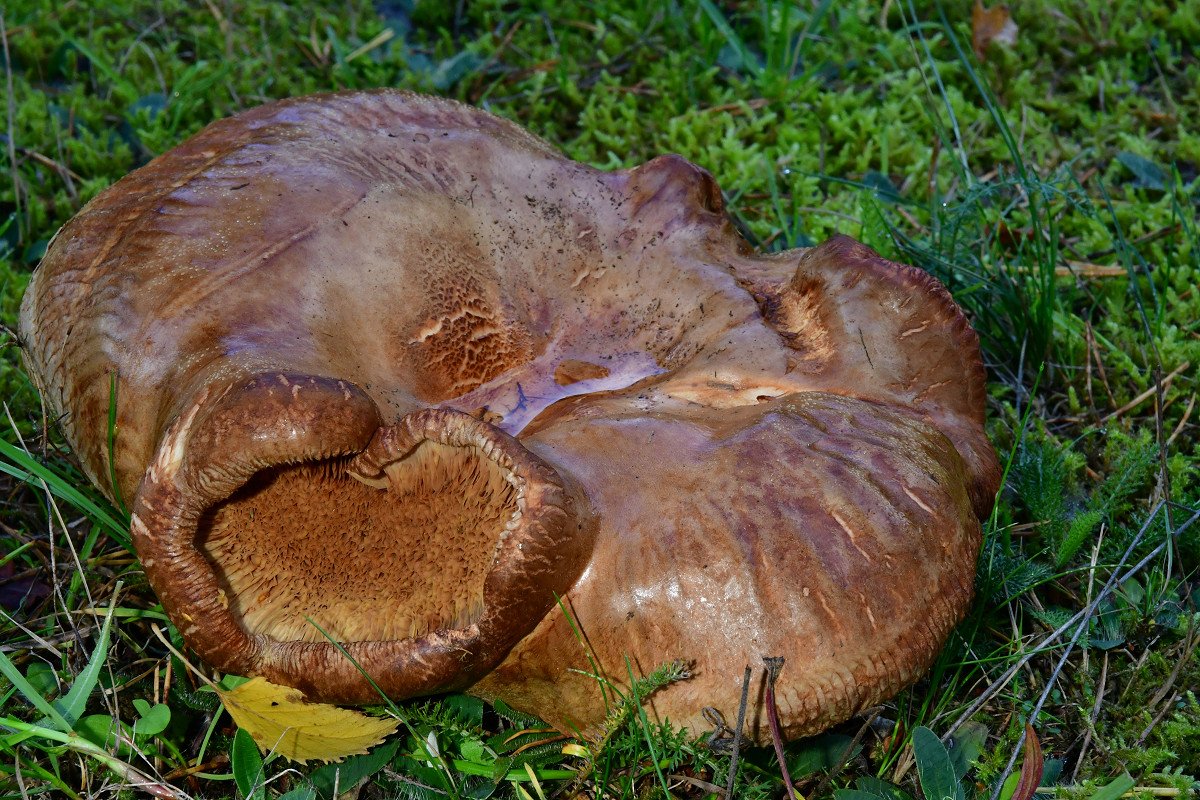 Paxillus_validus004.jpg