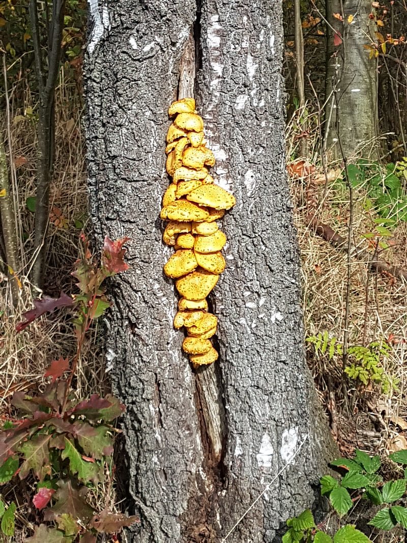 Pholiota adiposa_hh.jpg