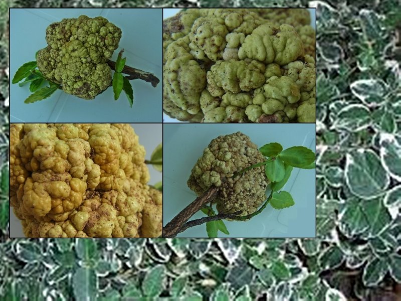 Galle an Kriechspindel.jpg