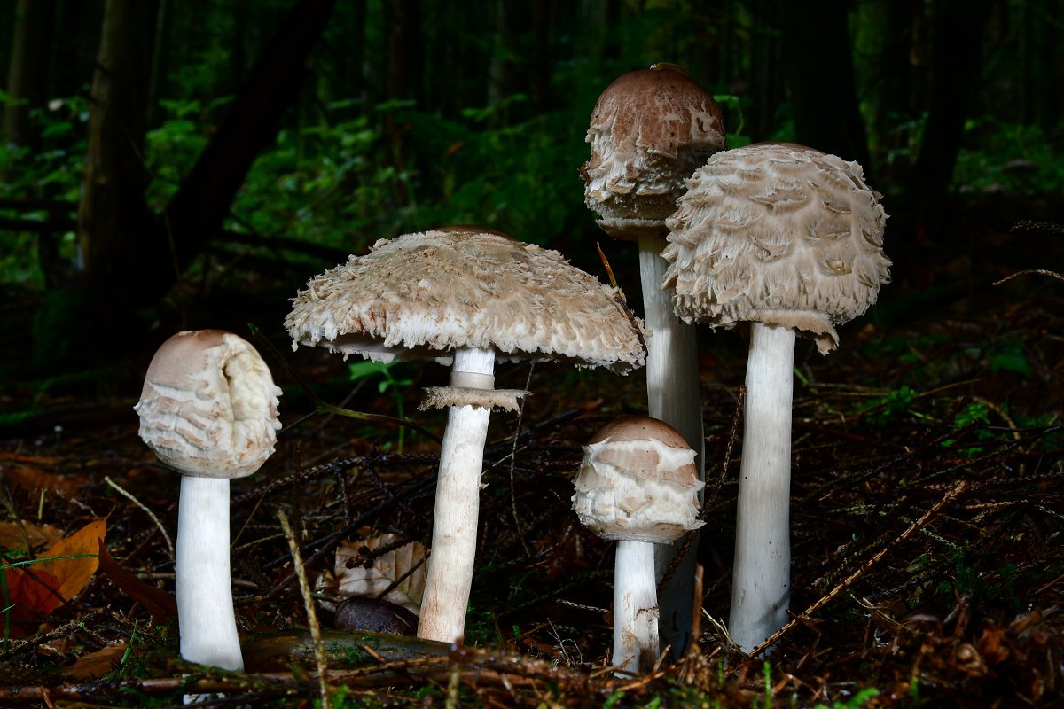 Chlorophyllum rachodes.jpg