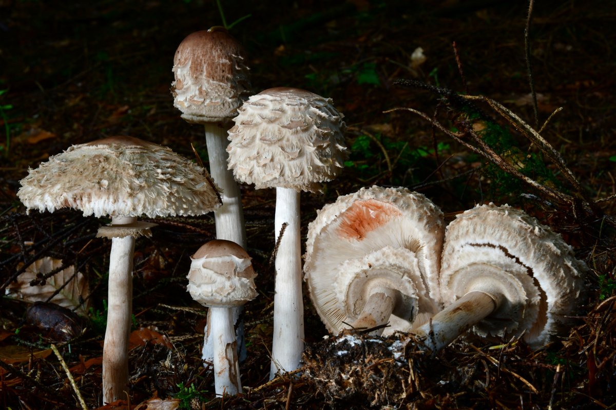 Chlorophyllum rachodes002.jpg