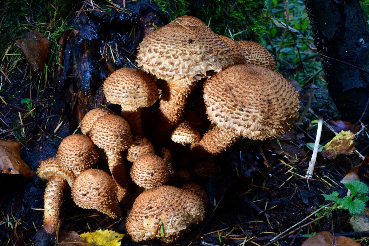 Pholiota squarrosa.jpg