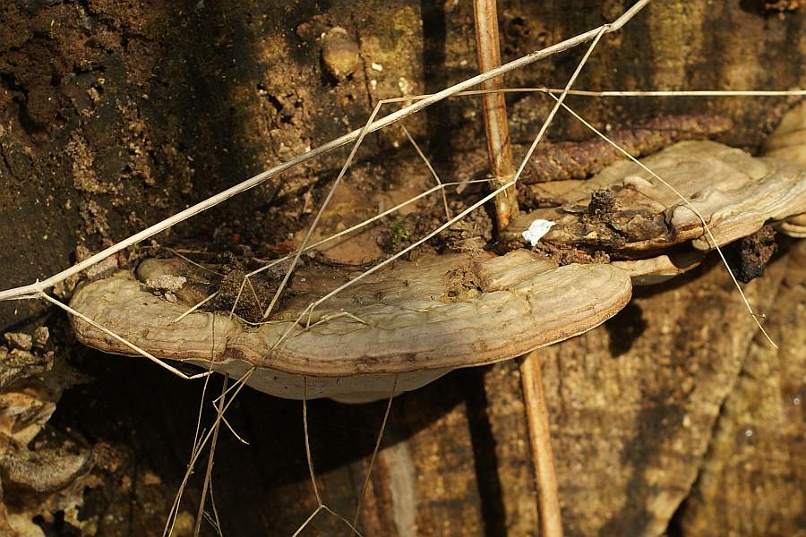 1. 2009-03-21 #1993-w Porling.jpg