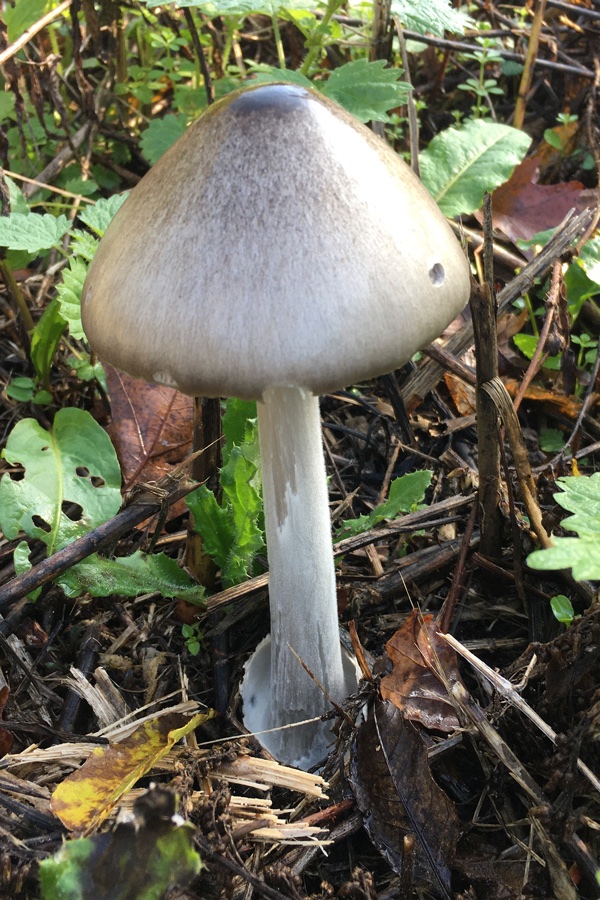 Pilz_IMG_0811.jpg