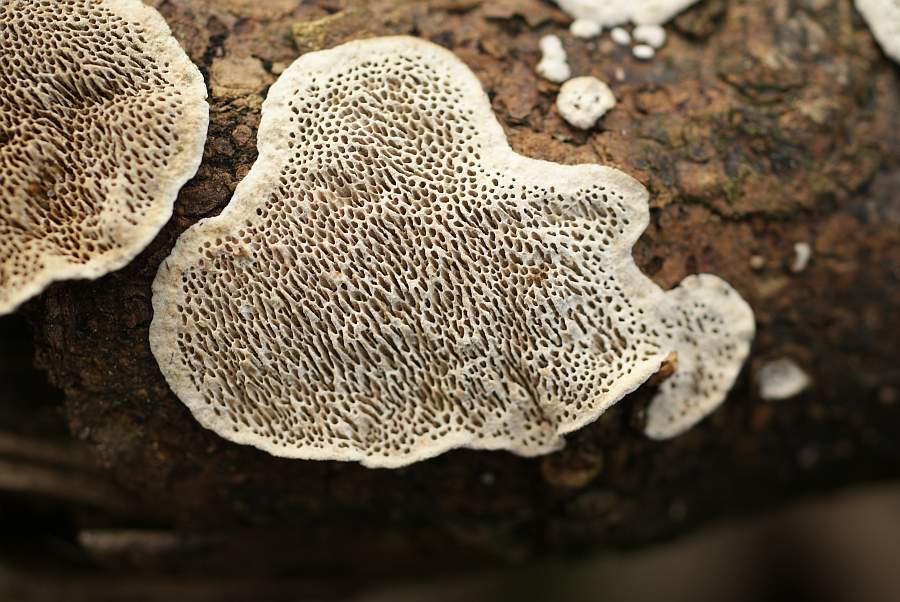 Rundliche Fruchtkörper