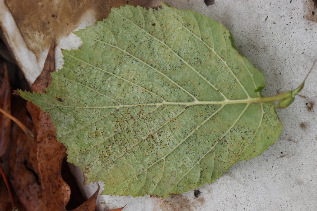 Bad Laasphe-0009.jpg