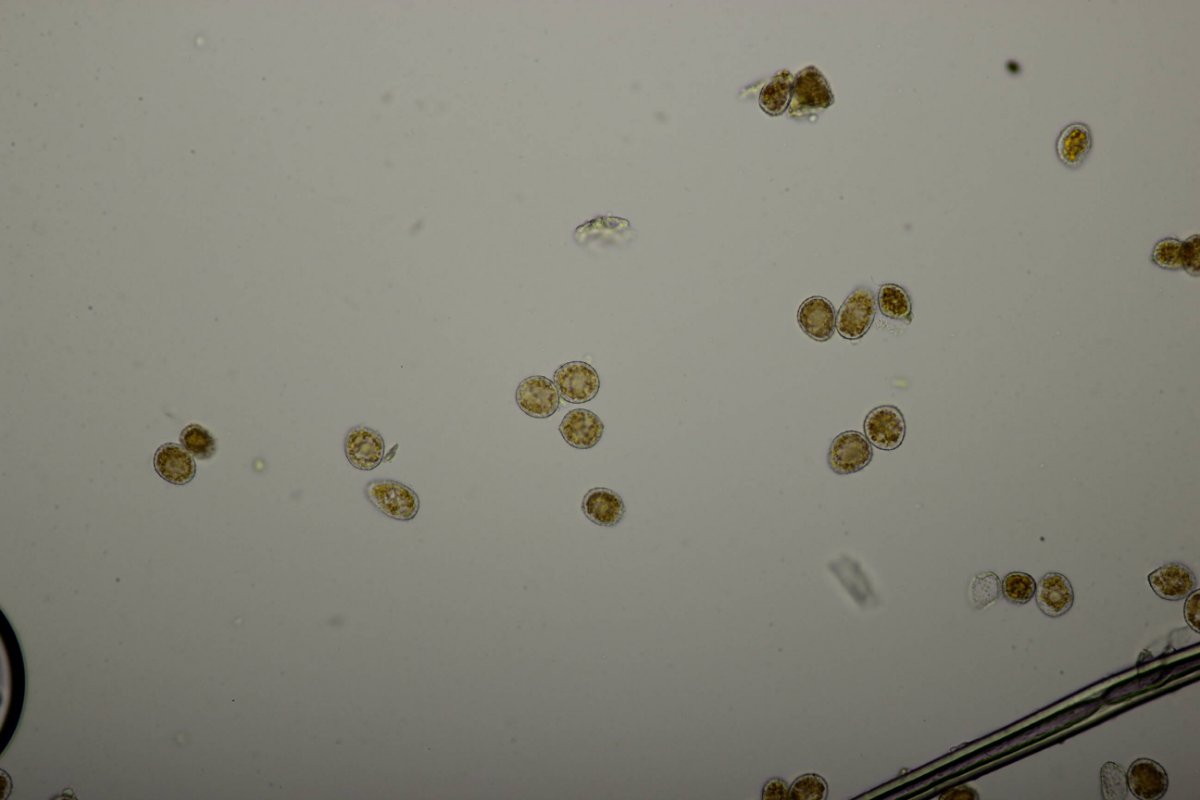 Bad Laasphe-0101.jpg