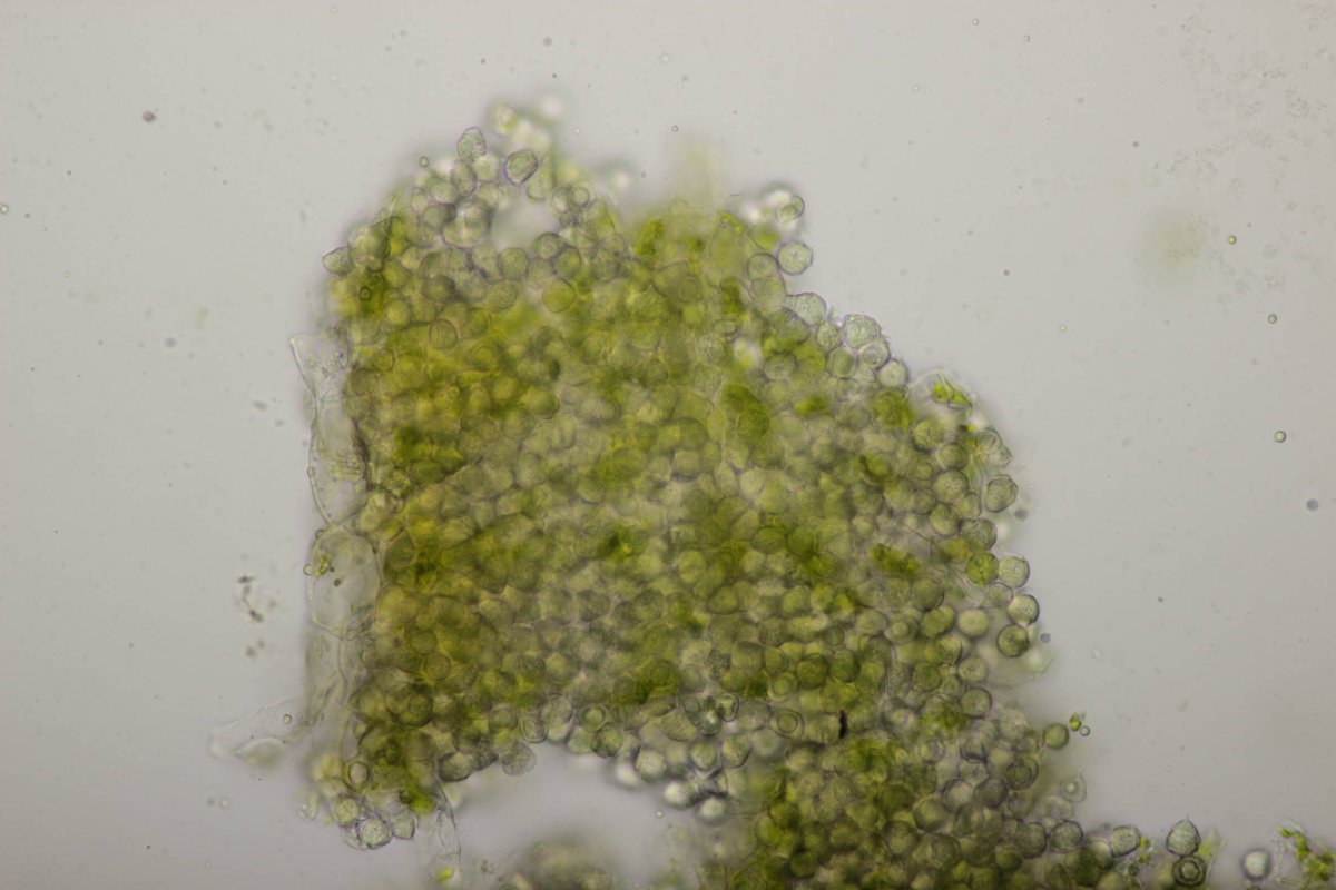 Bad Laasphe-0097.jpg