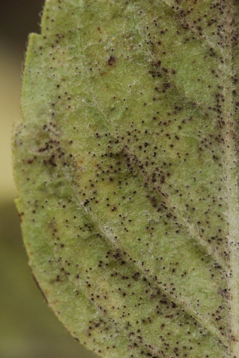 Bad Laasphe-0028.jpg