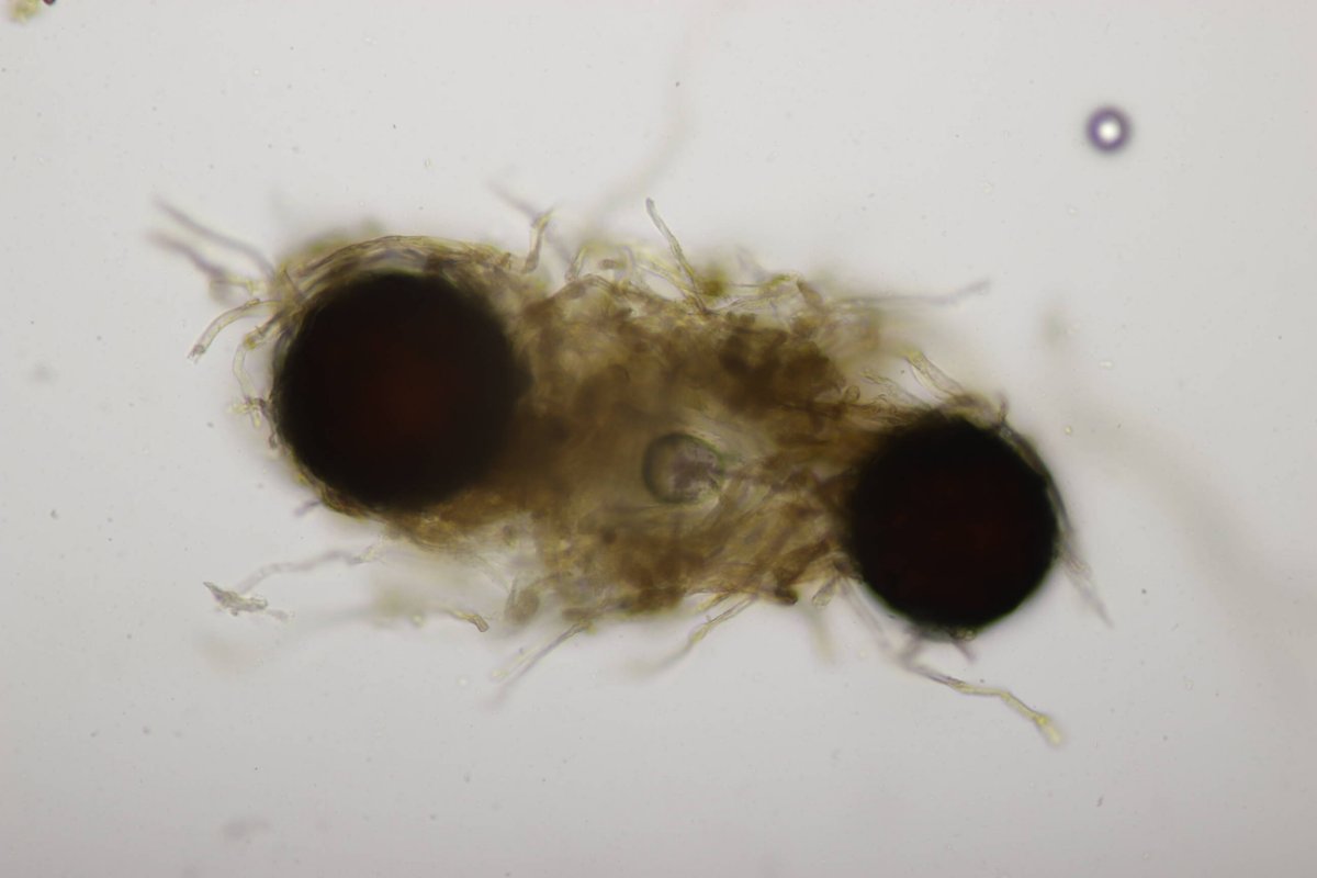 Bad Laasphe-0083.jpg