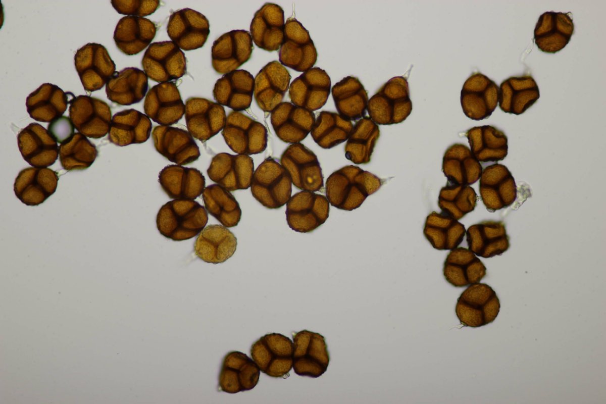 Bad Laasphe-0063.jpg