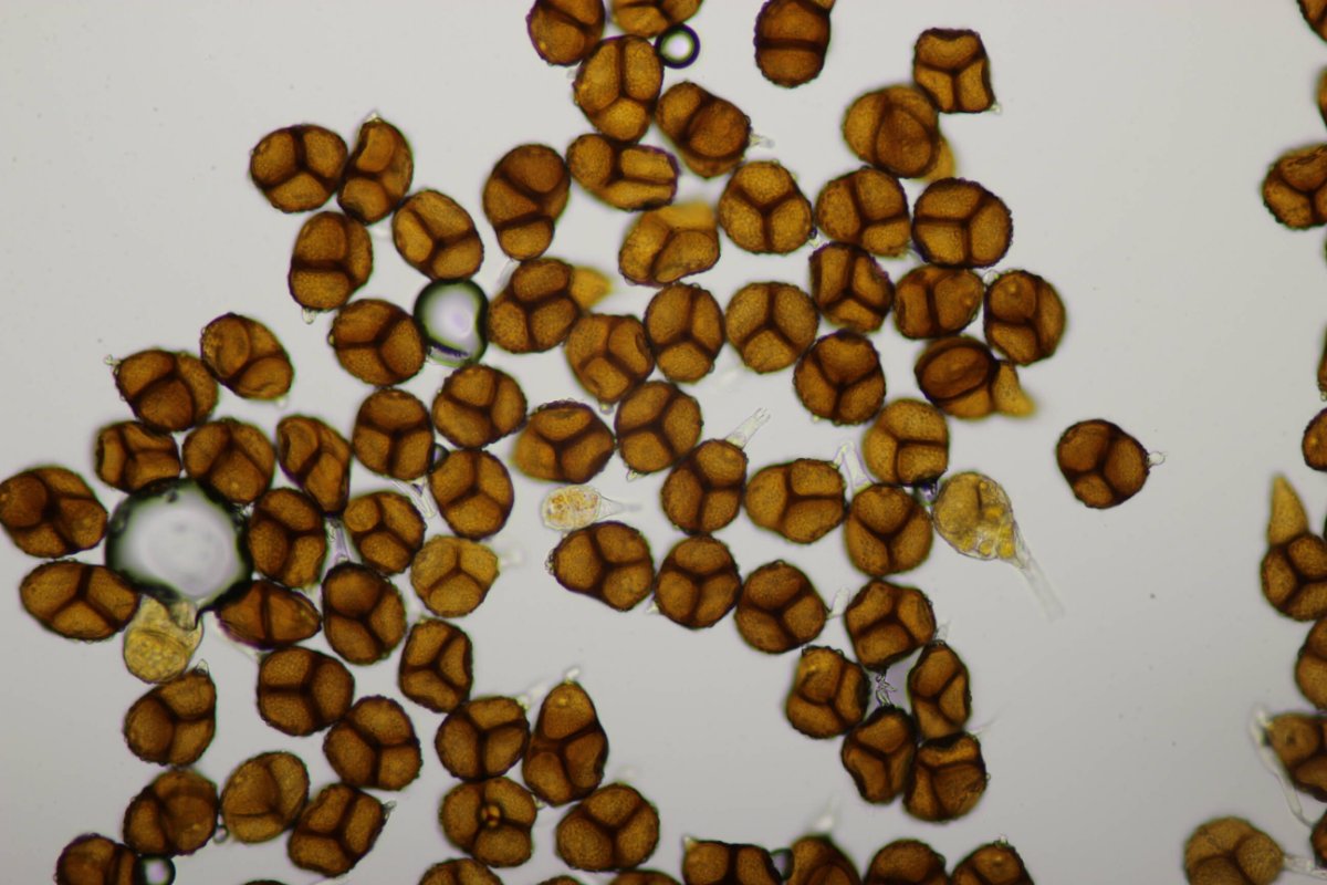 Bad Laasphe-0065.jpg