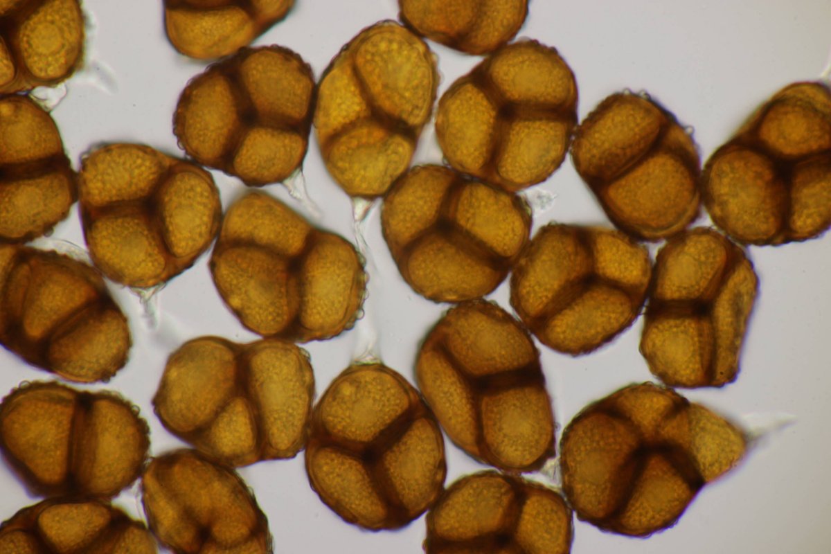 Bad Laasphe-0070.jpg