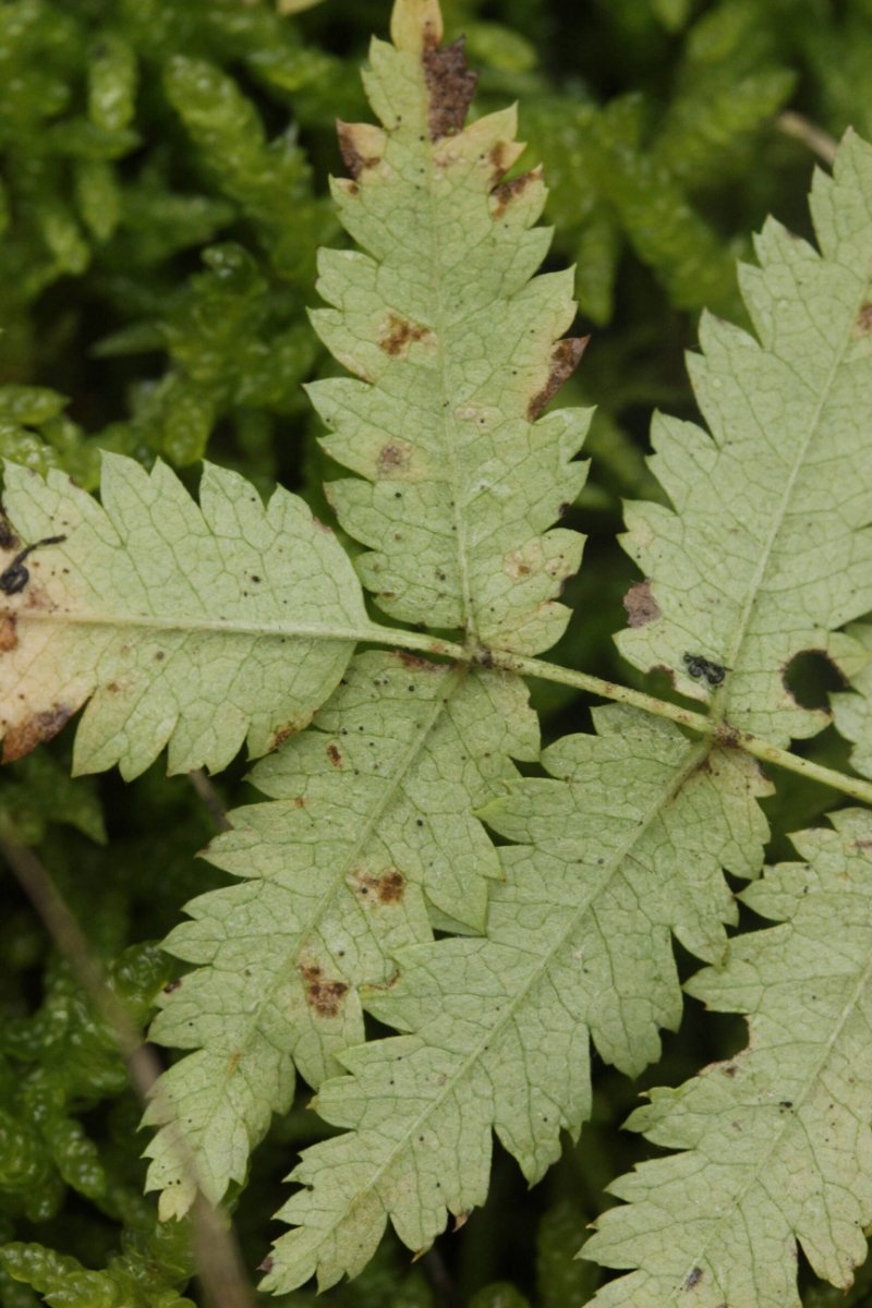 Bad Laasphe-0038.jpg