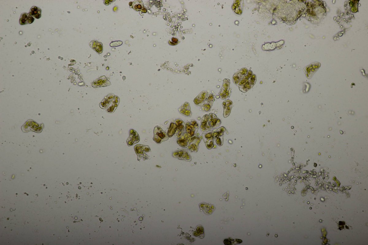 Bad Laasphe-0072.jpg