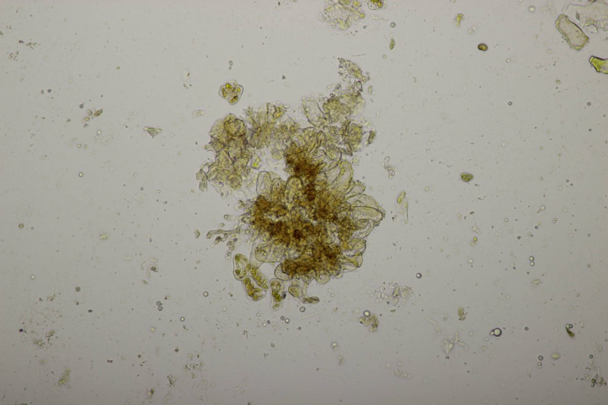 Bad Laasphe-0074.jpg