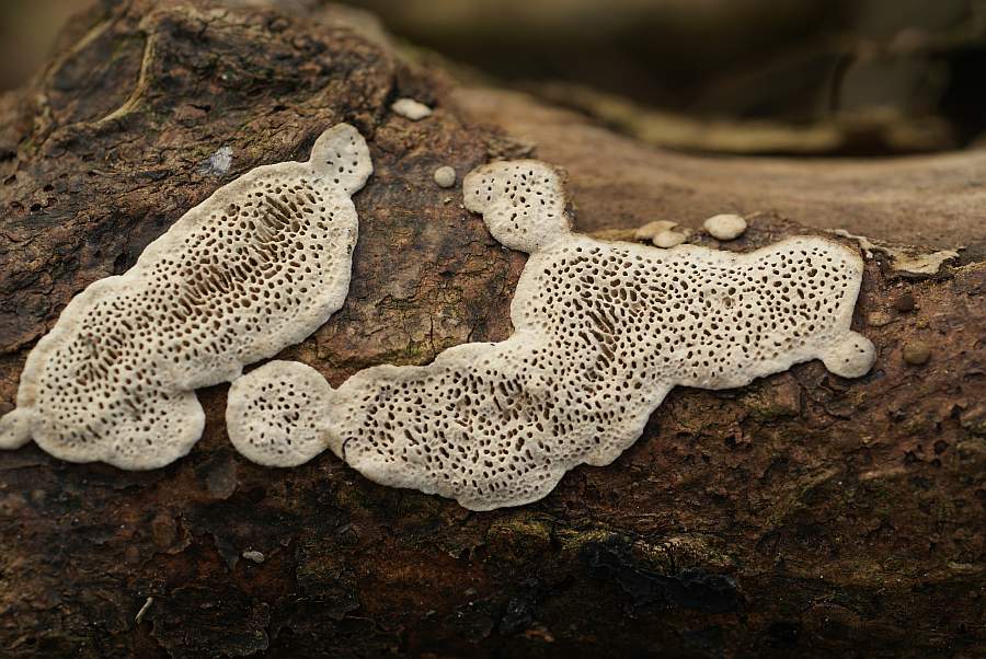 Längliche Fruchtkörper, mit anderen zusammenwachsend