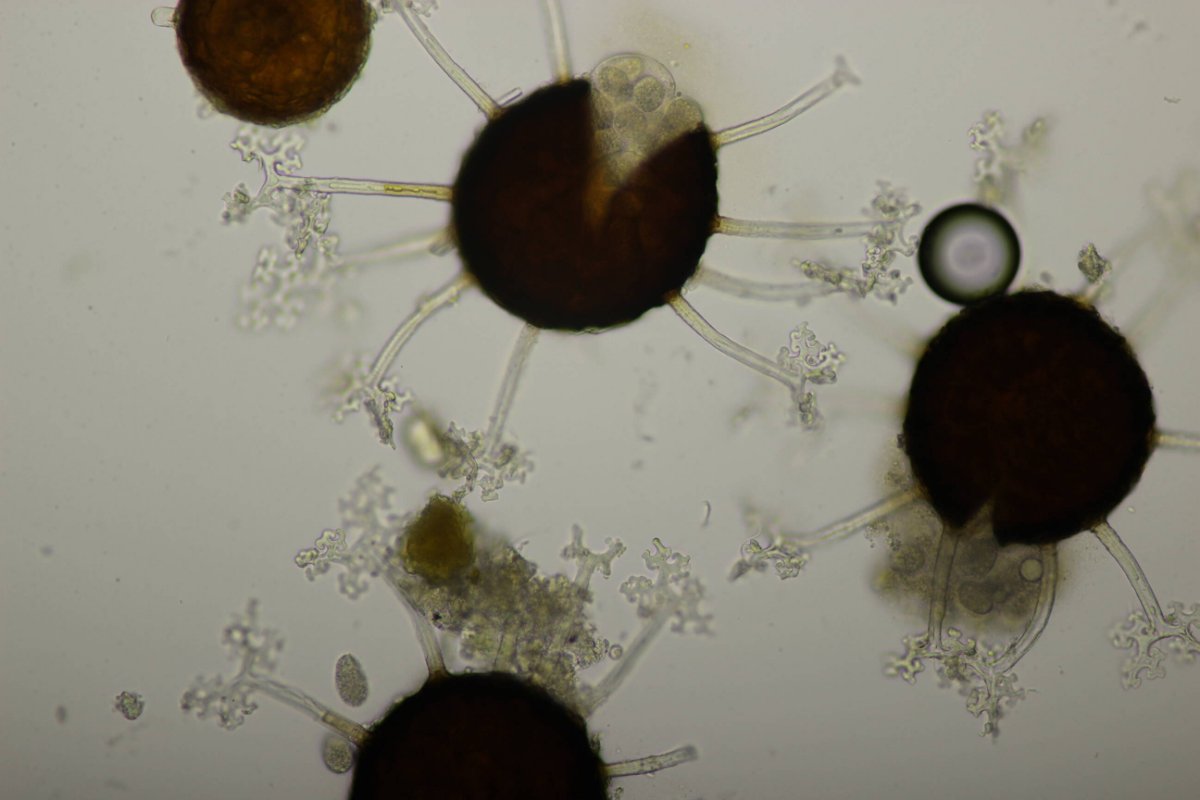 Bad Laasphe-0094.jpg