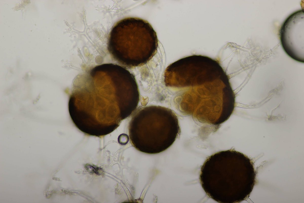 Bad Laasphe-0105.jpg