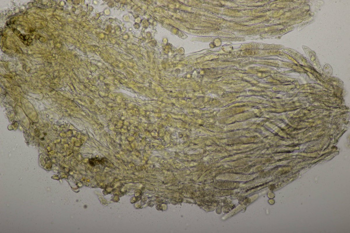 Bad Laasphe-0137.jpg