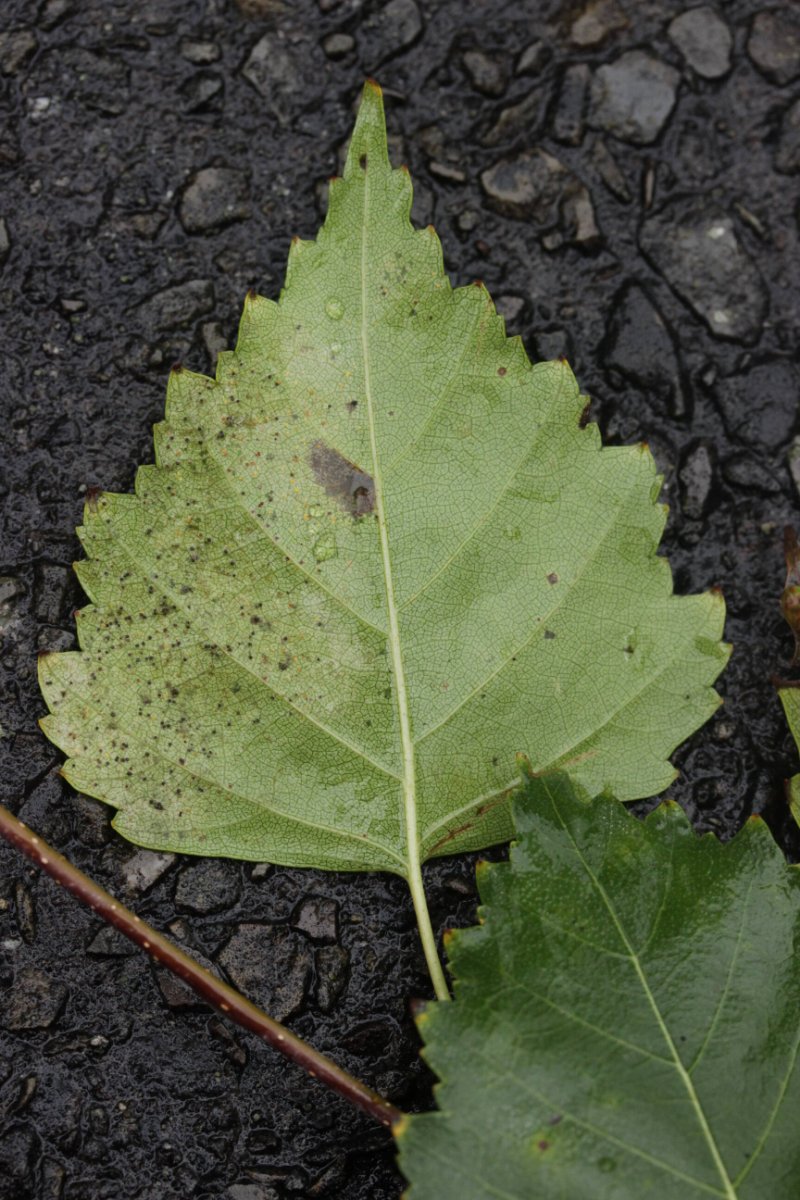 Bad Laasphe-0005.jpg