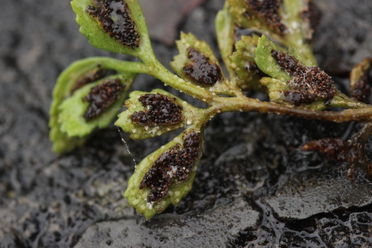 Bad Laasphe-0009.jpg