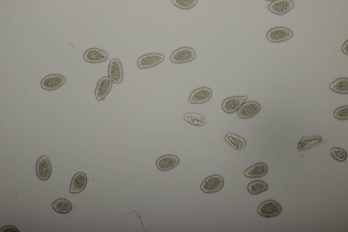 Bad Laasphe-0124.jpg