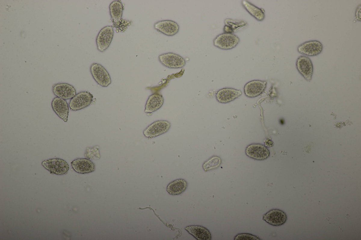 Bad Laasphe-0125.jpg