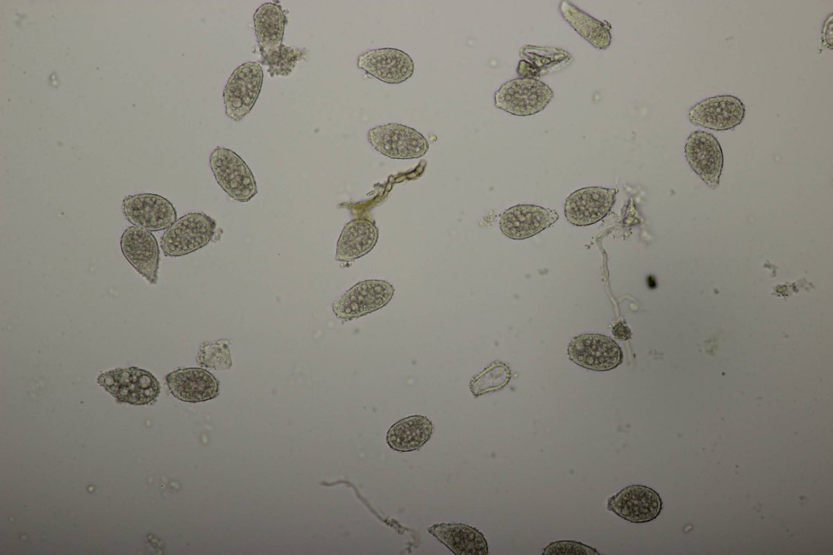 Bad Laasphe-0126.jpg