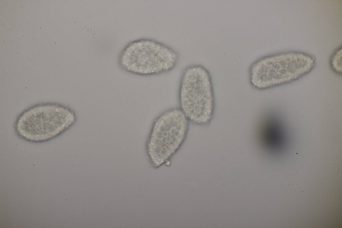 Bad Laasphe-0129.jpg