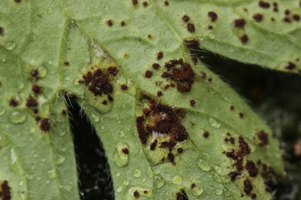 Bad Laasphe-0015.jpg