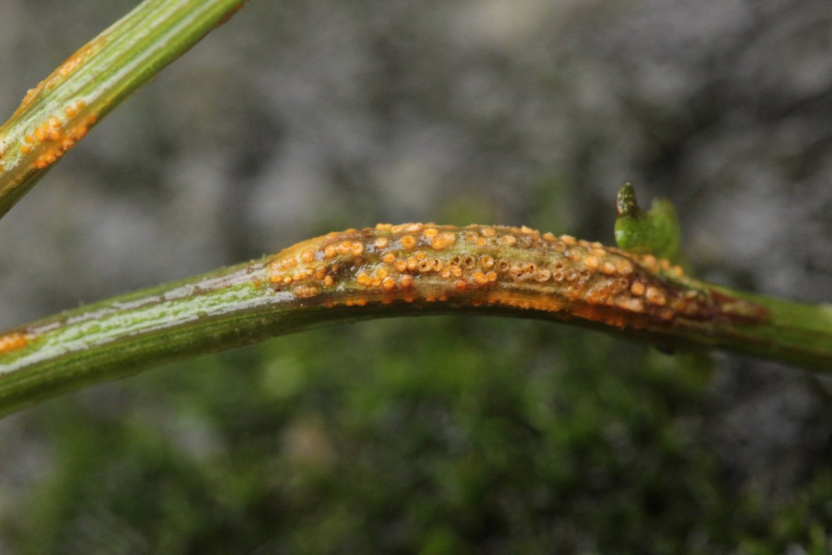 Bad Laasphe-0016.jpg