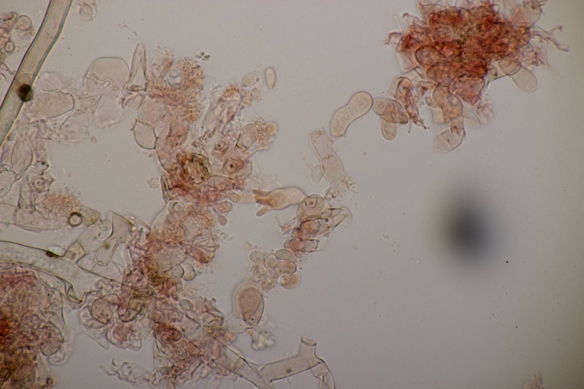 Bad Laasphe-0094.jpg