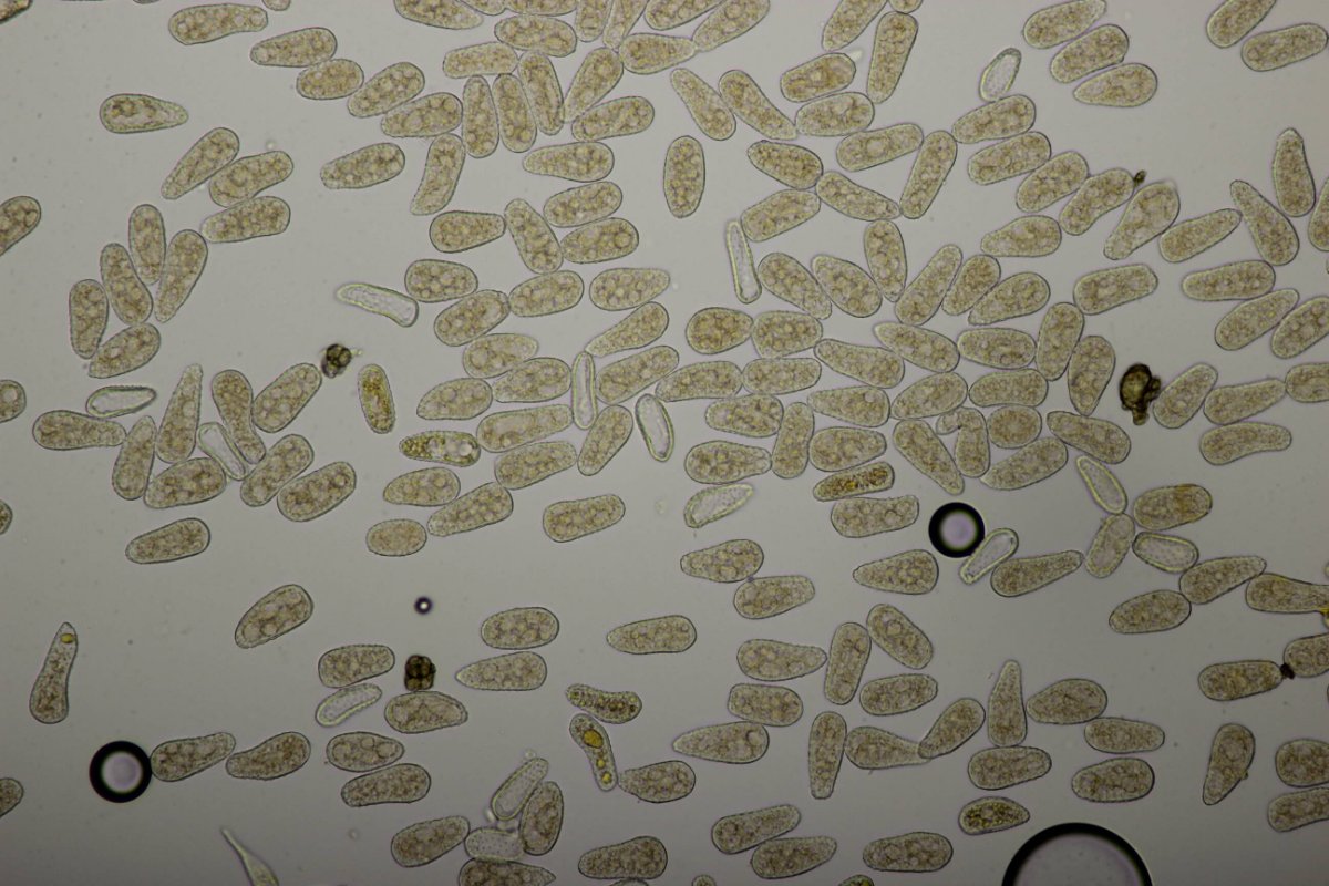 Bad Laasphe-0097.jpg