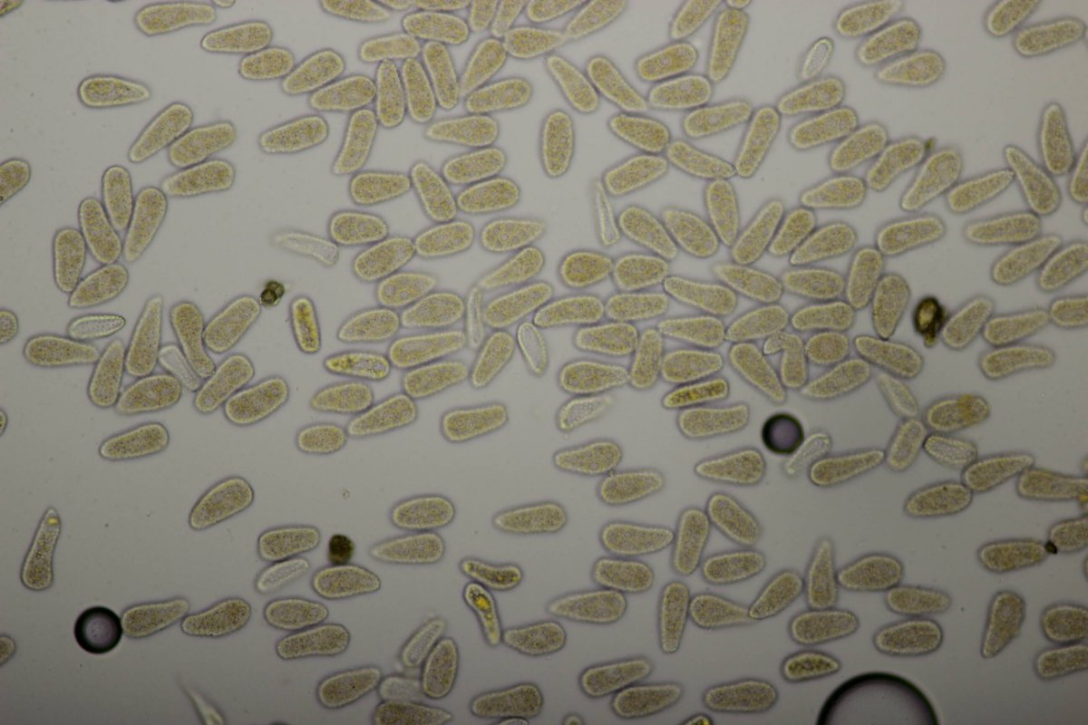 Bad Laasphe-0098.jpg