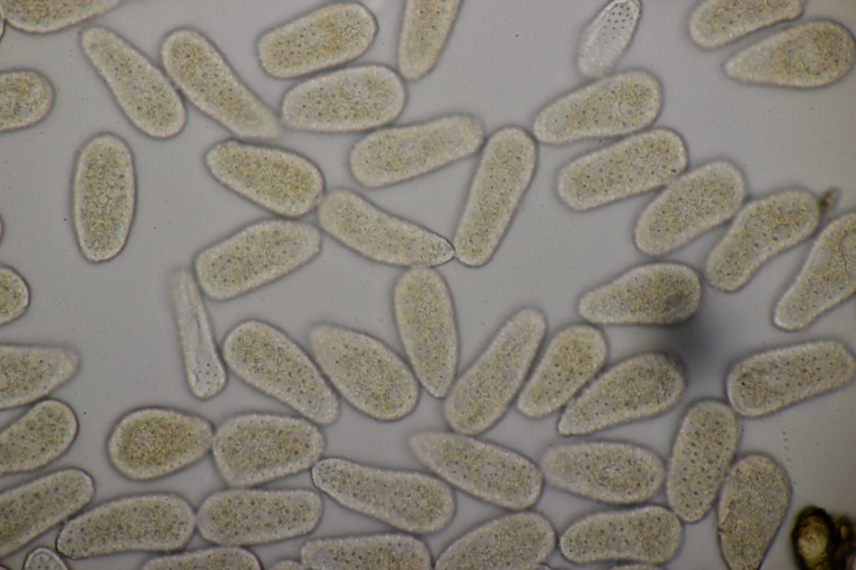 Bad Laasphe-0100.jpg