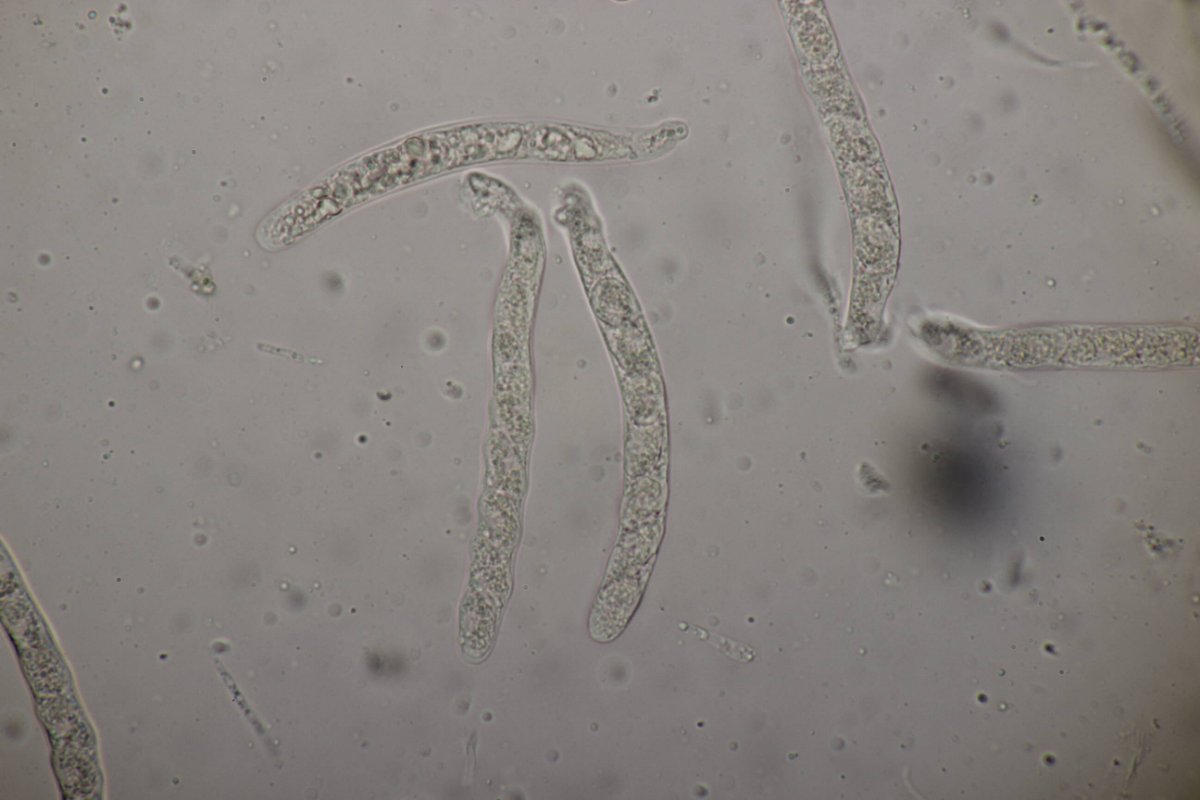 Bad Laasphe-0107.jpg