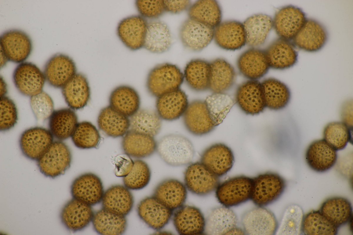 Bad Laasphe-0122.jpg