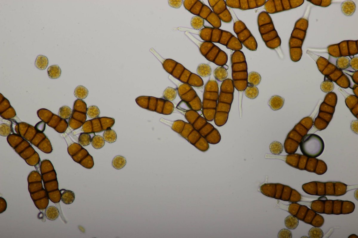 Bad Laasphe-0131.jpg