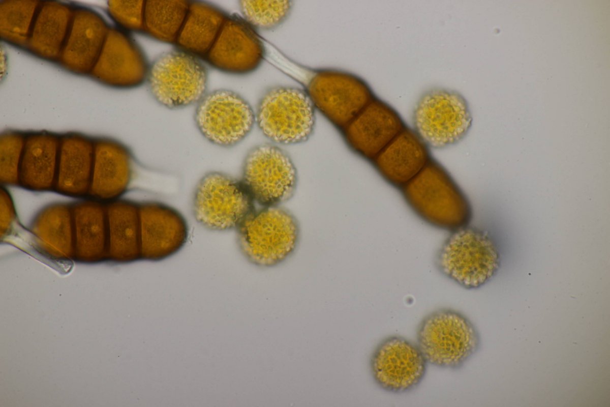 Bad Laasphe-0135.jpg