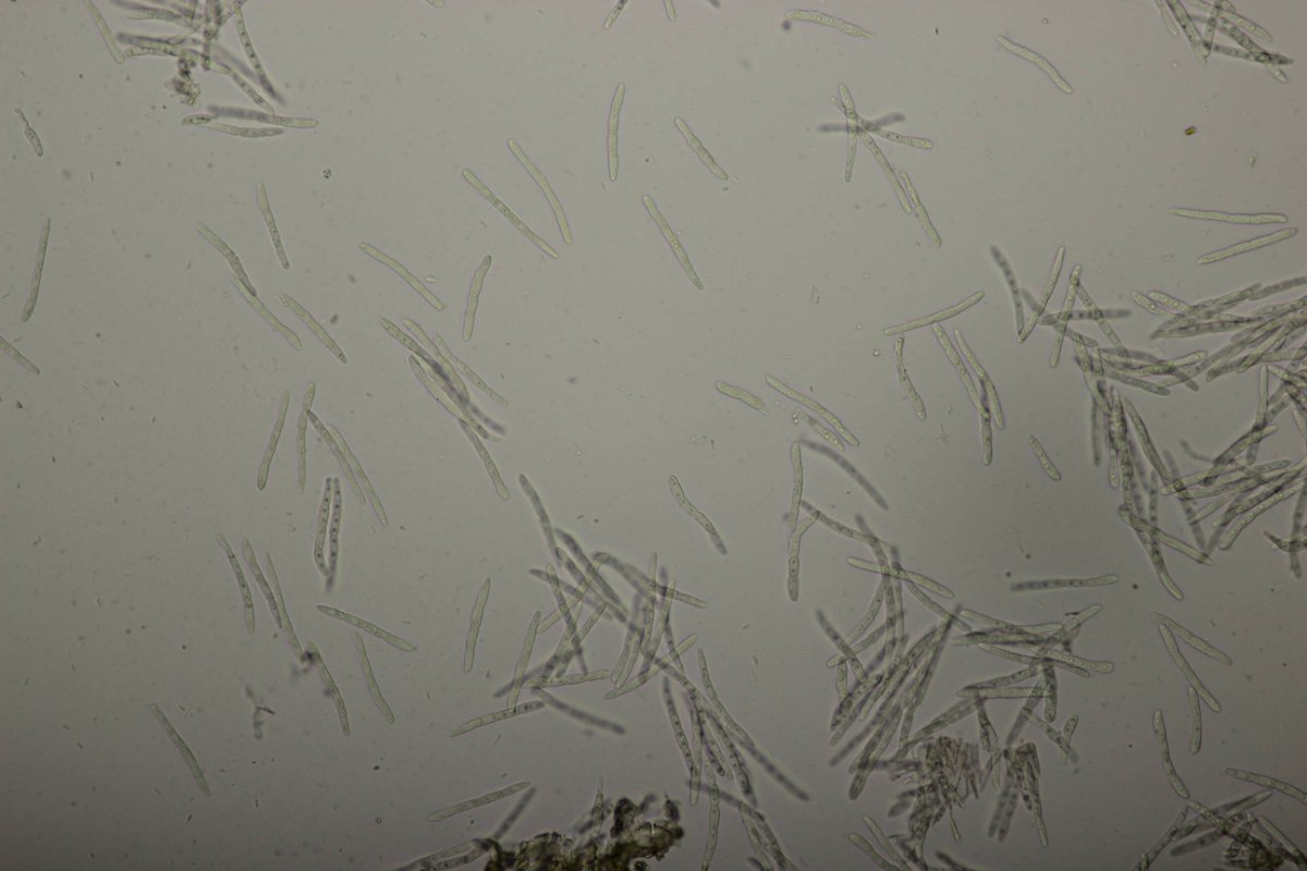 Bad Laasphe-0165.jpg