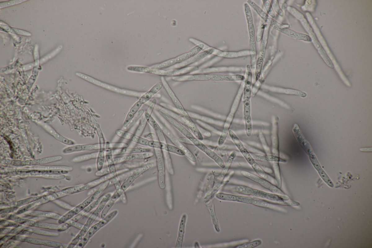 Bad Laasphe-0166.jpg